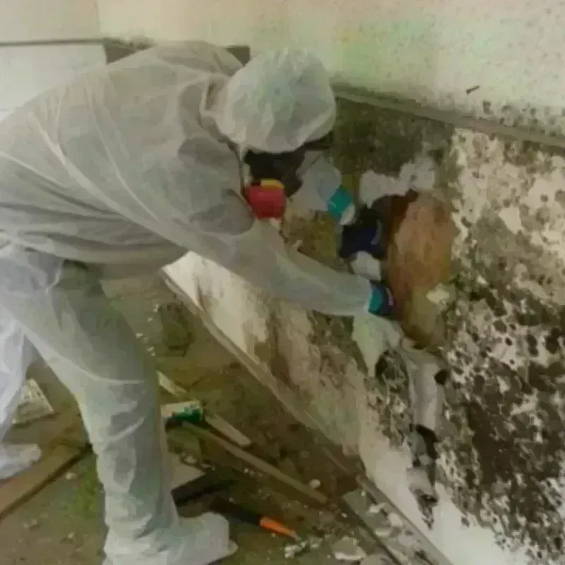 Mold Remediation and Removal in Glassboro, NJ